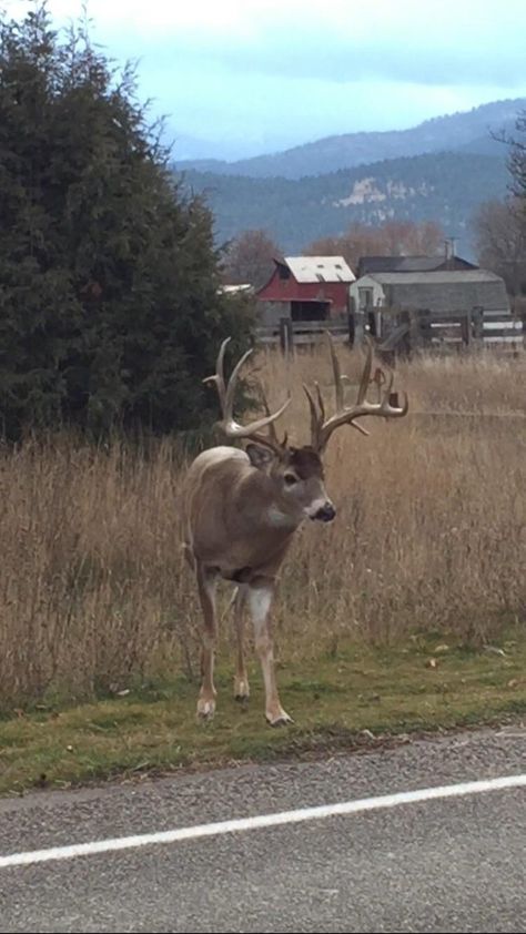 Hunting Pics, Black Buck, Hunting Deer, Deer In Woods, Whitetail Deer Photography, Deer Hunting Humor, Deer In Forest, Deer Hunting Decor, Elk Pictures