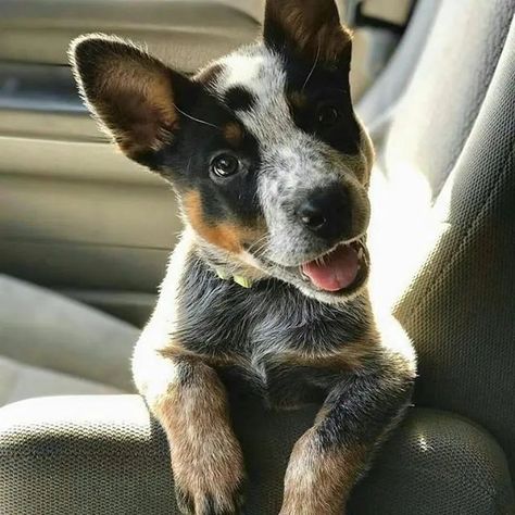 Red Heeler Dog, Queensland Heeler, Australian Cattle Dog Puppy, Cattle Dog Puppy, Aussie Cattle Dog, Austrailian Cattle Dog, Blue Heeler Puppies, Australian Cattle Dog Mix, Heeler Puppies