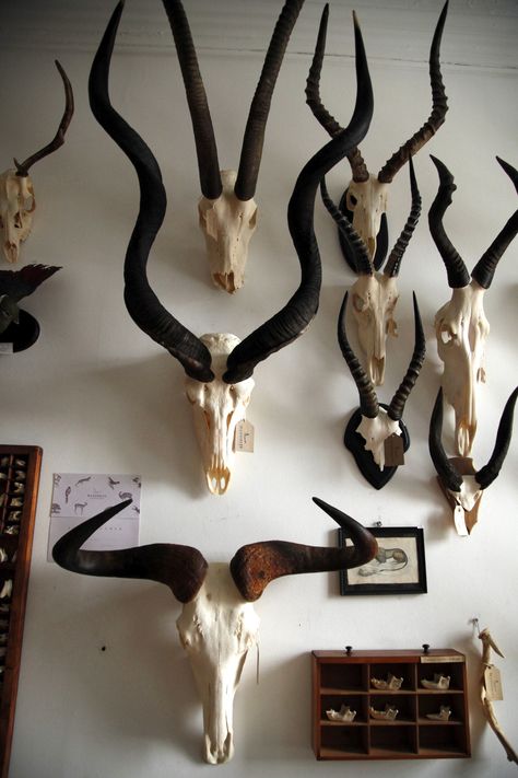 Animal Skull Decor, Blue Wildebeest, Taxidermy Decor, African Antelope, Hunting Room, Antler Art, Trophy Rooms, Animal Skull, Vulture Culture