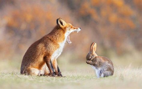 Fox And Rabbit, Animals Friendship, Wild Dogs, Baby Fox, Cute Fox, Sweet Animals, The Grass, Animal Photo, 귀여운 동물