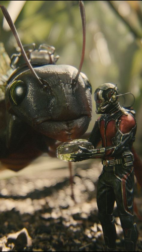 Ant Man Scott Lang, Ant Man Marvel, Marvel Background, Antman And The Wasp, Marvel Tattoos, Mcu Marvel, Marvel Avengers Movies, Man Wallpaper, Dc Movies