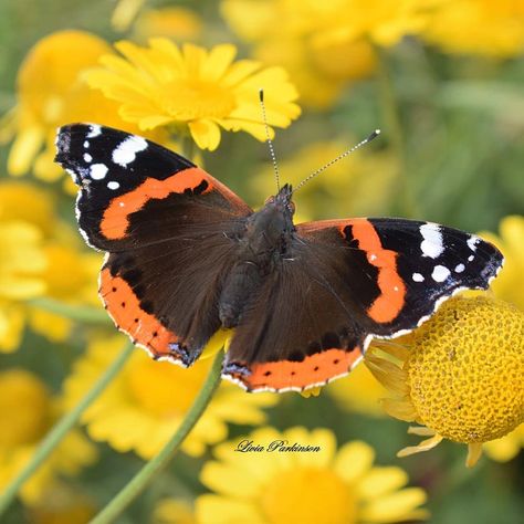 Livia Parkinson on Instagram: “Red Admiral Butterfly  #redadmiralbutterfly #bbcspringwatch #bbcwildlifemagazine #savebutterflies  #butterfly #woodlandtrust…” Red Admiral Butterfly Tattoo, Red Admiral Butterfly, Admiral Butterfly, Garden Mural, Mural Ideas, Red Butterfly, Memorial Garden, Butterfly Watercolor, Wild Life