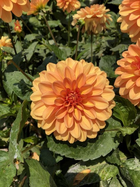 #flowers #dahlia #aesthetic #summerstyle #pretty #plants #aesthetic Dahlias Aesthetic, Dahlia Flower Aesthetic, Dahlia Aesthetic, Daliah Flower, Dahlia Orange, Dalia Flower, Plants Aesthetic, Cut Flower Garden, Plant Aesthetic