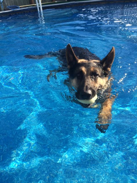 My Shepard Ruso swimming - Wow she's gorgeous! ♥♡ German Shepherd Swimming, German Shepard Training, Gsd Funny, Dogs Swimming, Dog Swimming, Dream's Cat, German Shepards, Gsd Puppies, Cute Dog Pictures