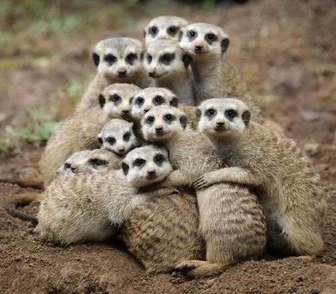 Meerkat cluster. Happy Night, Animal Hugs, Group Hug, Animal Planet, Animal Photo, Animals Friends, A Group, Beautiful Creatures, Animal Kingdom