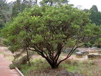 Manzanita pruning: when and how California Native Garden, Manzanita Tree, Fall Planting, Native Gardens, California Native Plants, Backyard Plants, California Garden, Valley Flowers, Mary Mary