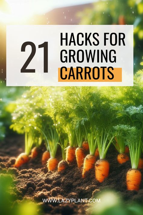 Carrots are a dependable survival food, easily grown in both soil and containers, with the taproot ready to harvest in under two months. All parts of the plant (root, leaves, seeds, flower) are edible and nutritious. Carrots have moderate soil and water needs but flourish in sunlight. Seeds can be sown directly in the field, or seedlings started indoors can be transplanted to extend the season. Carrot Seedlings, Carrot Plant, Carrot Varieties, Grow Carrots, How To Plant Carrots, Growing Carrots, Carrot Flowers, Organic Mulch, Beneficial Insects