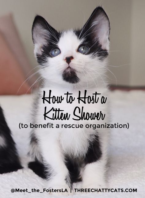 Kitty Shower Ideas, Cat Rescue Fundraising Ideas, Kitten Foster Room Ideas, Cat Fundraising Ideas, Kitten Nursery Ideas, Kitten Shower Ideas, Foster Kitten Room Ideas, Cat Rescue Fundraiser Ideas, Cat Rescue Ideas