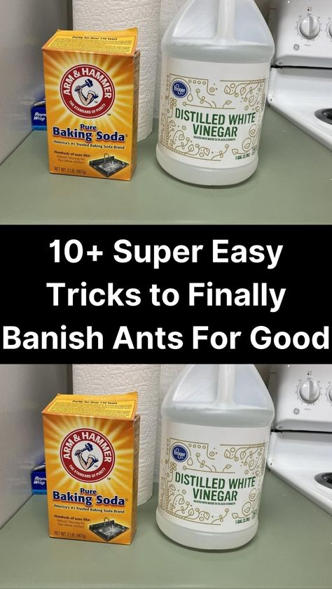 Ants can be very frustrating for homeowners. According to the National Pest Management Association, ant infestations are on the rise, making them America’s number one nuisance bug.

While ants aren’t dangerous, they can damage structures, spread bacteria, and cause allergic reactions. Fortunately, you can use eco-friendly home remedies from your pantry or the supermarket to get rid of ants. Red Ant Killer Homemade, Remedy For Ants In House, Home Remedy To Get Rid Of Ants, Get Rid Of Ants Outside, Killing Ants In The House, Flying Ants How To Get Rid Of, How To Get Rid Of Tiny Ants In Kitchen, Red Ants How To Get Rid Of, Get Rid Of Sugar Ants In Home