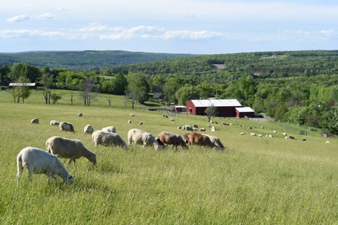 Idyllic Farm, Sheep Pasture, Technology In Agriculture, Watkins Glen Ny, Five Year Plan, Agriculture Technology, Animal Noses, Vegan Vibes, Pet Organization