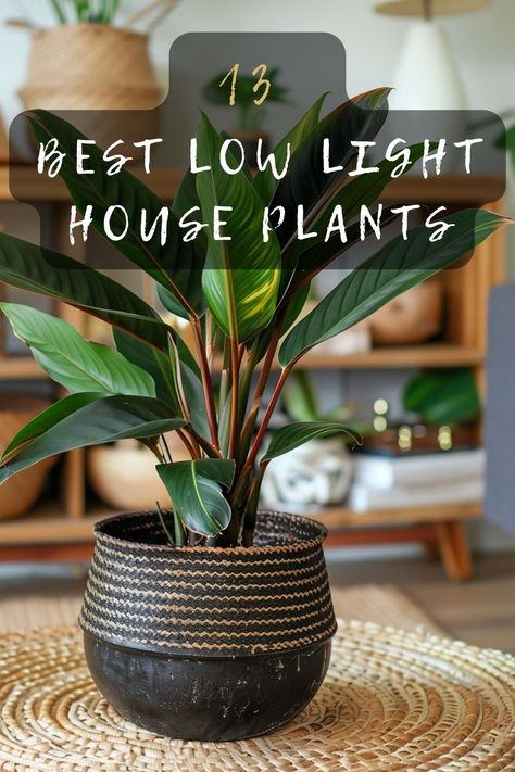 Looking for house plants that thrive in low light? Discover 13 plant options perfect for dim spaces. From ferns to ivy, find the best plants to brighten up your home. Click to explore! 🌿🏡 #LowLightPlants #IndoorGardening #HousePlants #PlantLovers #GreenLiving Plants In Dark Spaces, House Plants For Dark Rooms, Where To Place Plants In Your Home, Best Indoor Plants For Low Light, Plant Hallway, Plants For Dark Rooms, Low Light Plants Indoor, Indoor Fern Plants, House Plants Ideas