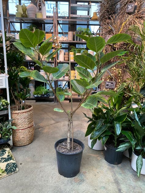 Ficus Altissima, Plants