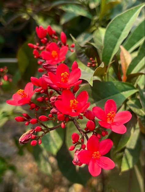 Jatropha Plant, Floral Reference, Small Red Flowers, Flower Board, Bunch Of Flowers, Flower Plant, Red Flower, Pretty Flowers, Red Flowers