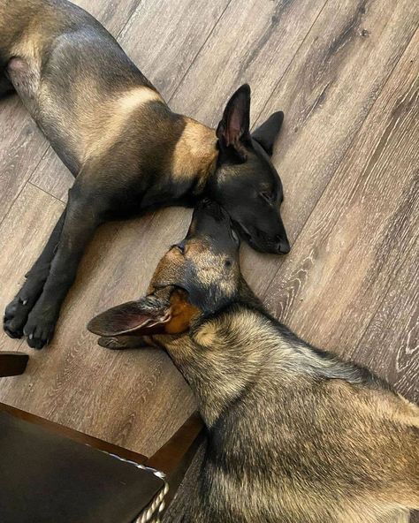 Baby German Shepherds, Belgium Malinois, German Shep, Belgian Malinois Dog, Malinois Dog, Belgian Malinois, Dog Life, Mans Best Friend, German Shepherd