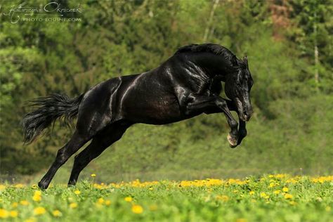 What a beauty! Black Horses, Majestic Horse, All The Pretty Horses, Clydesdale, Cute Horses, Equine Photography, Black Horse, Horse Photos, Horse Coloring