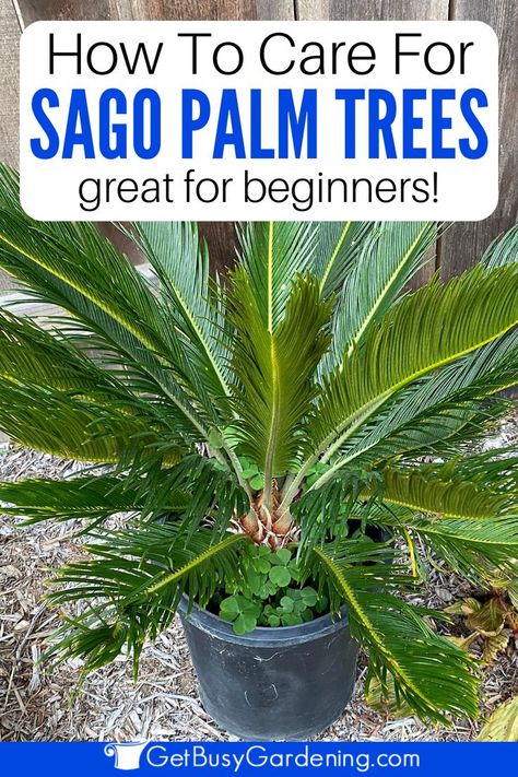 close up of a sago palm in a container in a yard Sago Palms Landscaping Ideas, Sago Palm In Pot, Sago Palm Landscaping Ideas Front Yards, Sago Palm Landscaping, Cycas Plant, Sago Palm Care, Cycas Palm, Indoor Palm Plants, Palm Plant Care