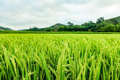 Agriculture Photos, Types Of Forests, Paddy Field, Black Soil, Agricultural Sector, Crop Production, Old Paper Background, Plant Protection, Sandy Soil