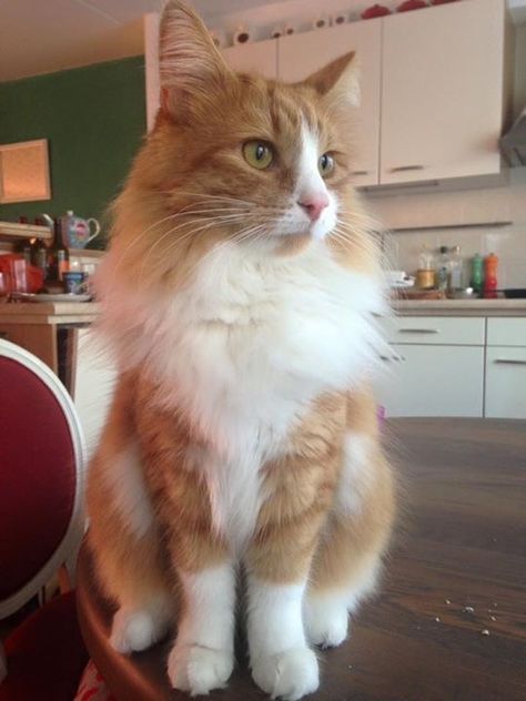 Ginger Norwegian Forest Cat, Fluffy Orange And White Cat, Norwegian Forest Cat Orange, Norwegian Cat, C Is For Cat, Orange And White Cat, Cat Orange, Hogwarts Dr, Horse Aesthetic