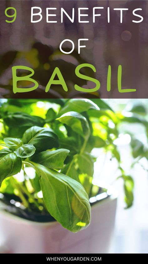 Benefits Of Basil Tea, Health Benefits Of Basil, Basil Benefits, Benefits Of Basil, Basil Tea, Watermelon Health Benefits, Raw Garlic, Strengthen Hair Follicles, Magic Herbs