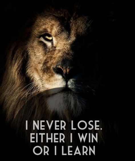 It's all a learning experience.  #motivation #winning #lion Aslan Quotes, Lioness Quotes, Nick Vujicic, Leo Quotes, Lion Quotes, I Never Lose, Audre Lorde, Vince Lombardi, Zig Ziglar