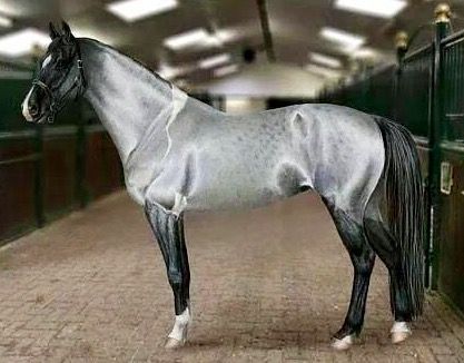 Just thought this would be a great Spurs mascot! Sorry Coyote. Cai Arabi, Ahal Teke, حصان عربي, Unusual Horse, Gray Horse, Akhal Teke Horses, Rare Horses, Cai Sălbatici, Rasy Koni