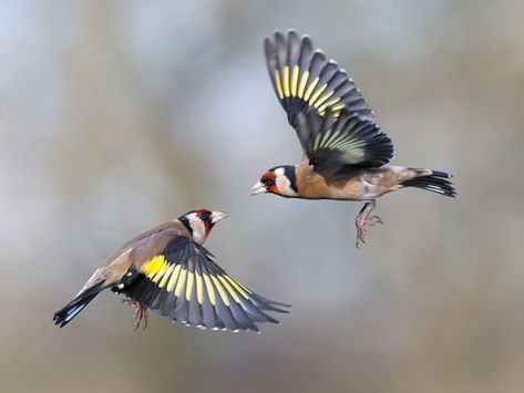 Goldfinch by Roy - BirdGuides Gold Finch, Finches, Australian Birds, Bird Art Print, Goldfinch, Birds Tattoo, Bird Photo, Colorful Birds, Birds Flying