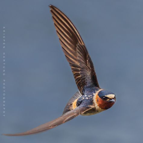 Cliff swallow. Paul Wright, Swallow Birds, Birdwatching, Pretty Birds, Bird Photography, Bird Lovers, Bird Watching, Birds, Log In