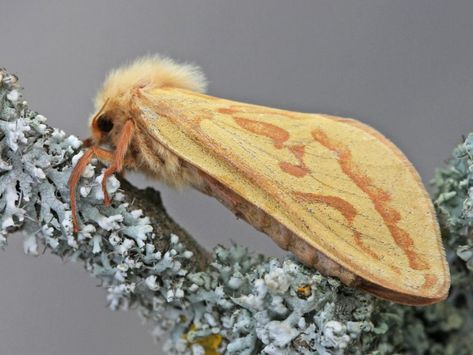 Moth Caterpillar, Beautiful Bugs, Weird Creatures, Beautiful Butterflies, Caterpillar, Moth, Bugs, Insects, Butterflies