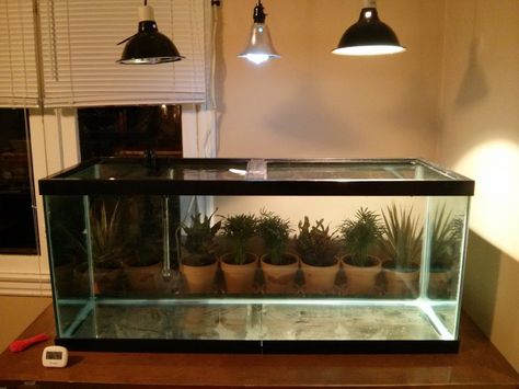 Indoor Turtle Tank Red Slider Turtle Tank Ideas, Water Turtle Tank Ideas, Red Eared Slider Tank, Turtle Setup, Turtle Things, Box Turtle Habitat, Turtle Tank Ideas, Turtle Pet, Turtle Tank Setup