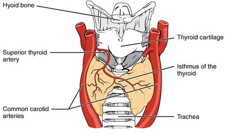 Ketogenic Diet and Thyroid – Does Low Carb & Ketosis Cause Hypothyroidism Low Thyroid Remedies, Thyroid Remedies, Keto Kitchen, Low Thyroid, Recipes Learn, Thyroid Symptoms, Graves Disease, Thyroid Function, Thyroid Gland