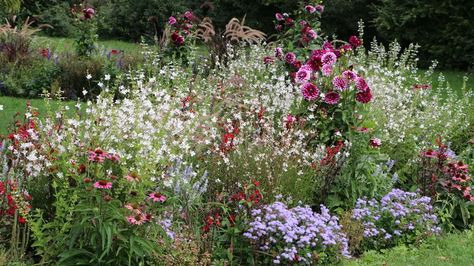 Gaura Plant, White Flower Farm, Yard And Garden, What To Watch, Wildflower Garden, Garden Oasis, Flower Border, Perfect Garden, All About Plants