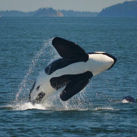 Killer Whale Aesthetic, Whale Aesthetic, Orca Art, Sea Mammal, Beautiful Sea Creatures, Orca Whales, Hot Lingerie, Most Beautiful Animals, Underwater Life