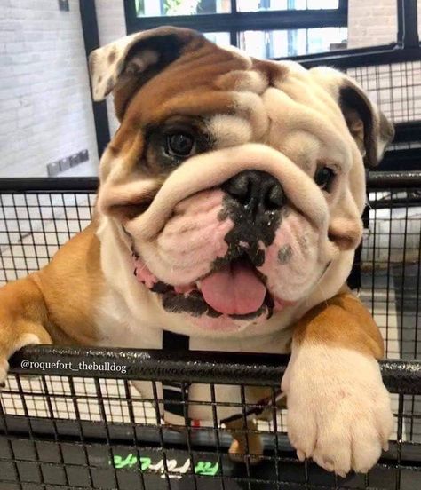 Cute Bulldog Puppies, Cute Bulldogs, English Bulldog Puppies, Bulldog Francese, British Bulldog, English Bulldog Puppy, Bull Dogs, English Bulldogs, Cute Dogs And Puppies