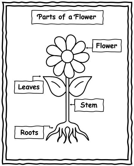 Worksheet On Plants For Kindergarten, Lifecycle Of A Flower, Part Of A Plant Preschool, Plant Lifecycle Worksheets, Parts Of A Flower Worksheet Preschool, Lifecycle Of A Plant Preschool, Build A Flower Preschool, Parts Of A Flower Kindergarten, Garden Worksheets Preschool