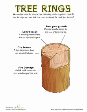 First Grade Earth & Space Science Worksheets: Tree Rings for Kids Fourth Grade Science, Homeschool Nature Study, Reading Tree, Tree Identification, First Grade Science, Tree Study, Nature School, Earth And Space Science, Tree Ring