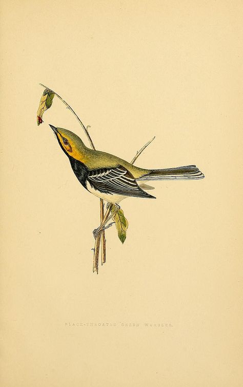 n384_w1150 | von BioDivLibrary Audubon Prints, Old Illustration, Vintage Bird Illustration, Audubon Birds, Birds Of America, John James Audubon, Silk Art, National Gallery Of Art, Scientific Illustration