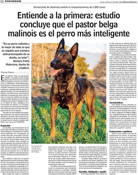 Entiende a la primera: estudio concluye que el pastor belga malinois es el perro ms inteligente - www.lun.com Pastor Belga Malinois, Matilda, Mural