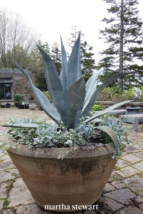 If you're lucky enough to live somewhere agave thrives—these plants prefer the hot, arid areas you'll find out west—then you can plant this can't-kill favorite plant. It's great for hot and humid environments but ask your local garden center to confirm. #gardening #gardenideas #garden #summergardening #summerplants #summerflowers #marthastewart Blue Agave Plant, Outdoor Herb Garden, Potted Plants Outdoor, Outdoor Aesthetic, Blue Agave, Agave Plant, Outdoor Pots, Creative Gardening, Cactus Y Suculentas