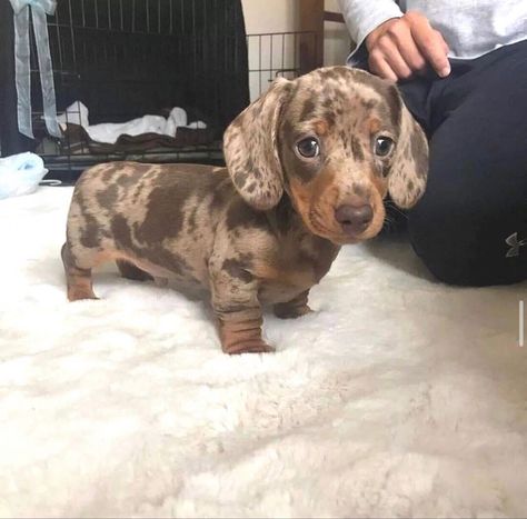 Daschund Puppies, Cute Small Dogs, Cute Dogs Images, Dachshund Puppy Miniature, Very Cute Puppies, Dapple Dachshund, Cute Animals Puppies, Very Cute Dogs, Love My Dog