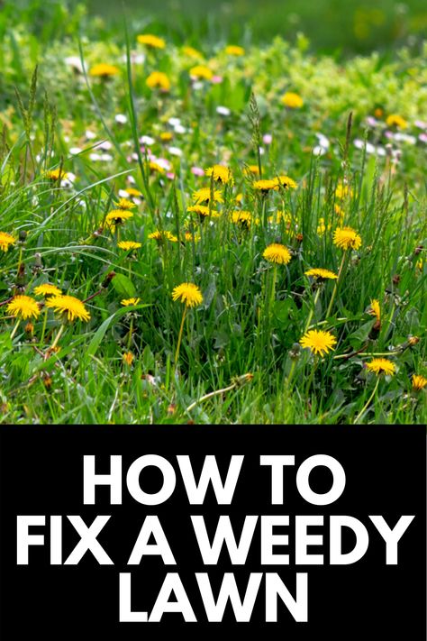 How To Get Weeds Out Of Lawn, How To Fix Lawn, Types Of Weeds In Lawn, How To Fix Grass Lawn, Natural Weedeater, Killing Weeds In Lawn, Weeds In Garden, Kill Weeds Naturally, Lawn Weeds