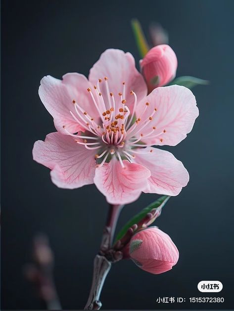 Sakura Flower Photography, Sandersonia Flower, Cherry Blossom Photography, 桜 イラスト, Spring Blooming Flowers, Pretty Flowers Photography, Flower References, Flower Reference, Asian Flowers