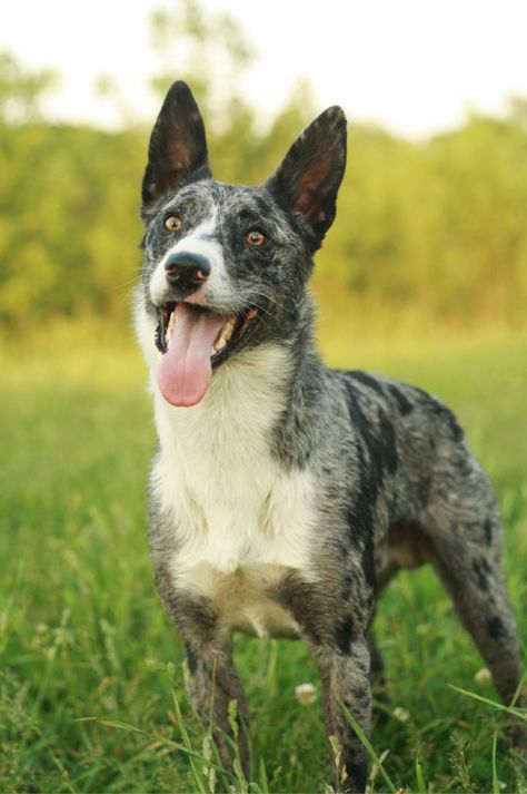 Australian Koolie, Australian Dog Breeds, Koolie Dog, Dog Breeds List, Australian Kelpie, Cattle Dogs, Australian Shepherd Dogs, Herding Dogs, Purebred Dogs