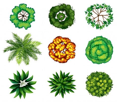 Un grupo de plantas | Premium Vector #Freepik #vector #fondo #adorno #hoja #verde Spiral Design Art, Architectural Trees, Landscape Design Drawings, Tropical Top, Landscape Architecture Drawing, Tree Plan, Perspective Drawing Architecture, Tree Sketches, Permaculture Design