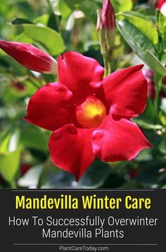 Mandeville Plant, Mandevilla Vine, Colorful Crafts, Flowers House, Flower Growing, Plants Hanging, Plants Diy, Garden Therapy, Outside Plants