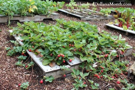 pallet garden strawberries Planting Green Beans, Garden Strawberries, Pallet Planters, Raised Gardens, Pallet Gardening, Doors Ideas, Strawberry Garden, Pallet Planter, Growing Strawberries