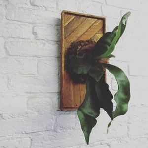 Staghorn Fern Deer Resistant Shrubs, Fern Plants, Fern Wall, Drift Roses, Potted Ferns, Types Of Ferns, Deer Resistant Perennials, Relaxing Decor, Long Blooming Perennials