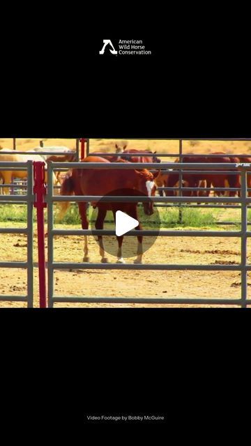 American Wild Horse Conservation on Instagram: "This video was taken shortly after these yearlings were captured during the South Steens helicopter roundup in Oregon this August. Both young horses show visible leg injuries in holding facilities, leading to questions about what happened and why at least one was not separated from the other horses.

Why is this happening? 

These youngsters have committed no offense except to exist on public lands where they are supposedly federally "protected." The Bureau of Land Management (BLM) and U.S. Forest Service claim there are too many wild horses on public lands—a narrative used to justify the brutal capture and removal of these American icons to benefit private interests, like the livestock industry, which grazes 2 million cattle on the same land No Offense, Leg Injury, Bureau Of Land Management, Land Management, American Icons, Forest Service, Wild Horse, Show Horses, Wild Horses