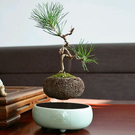 Bonsai Mini, Pot Image, Japanese Bonsai Tree, Tree Pot, Bonsai Ideas, Zen Garden Design, Mini Bonsai, Magnetic Levitation, Japanese Bonsai