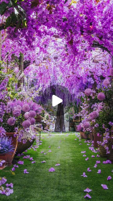 The Grounds on Instagram: "Lavender Lane has landed at The Grounds of Alexandria 🌺 

We are thrilled to reveal our latest installation, Lavender Lane, this year’s theme for our annual Secret Garden!

Whether you’re looking for a picturesque backdrop for your next photo, a peaceful retreat, or a new adventure, Lavender Lane is a unique experience for all. 

We can’t wait for you all to visit! Please dine in at either The Cafe or The Potting Shed to enter our laneway!

See you soon🥰

#sydney #grounds #florals 
#thegroundsofalexandria #groundsofalexandria #alexandria #aesthetic #sydneytodo
#sydney #thegrounds #flowers" Alexandria Aesthetic, Lavender Backdrop, Secret Garden Theme, The Grounds Of Alexandria, Dine In, The Cafe, Potting Shed, New Adventure, Garden Theme