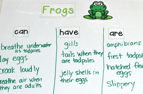 Frog Lessons For Preschool, Frog Kindergarten Activities, Frog Lesson Plans Toddlers, Life Cycle Of Frog Preschool, Frog Unit Kindergarten, Life Cycles Kindergarten, Frogs Preschool, Frog Activities, Fun Lesson Plans